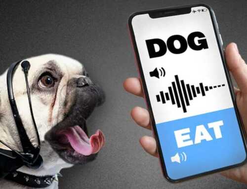 Baidu က တိရိစ္ဆာန်တွေရဲ့ အသံကို လူသား ဘာသာစကား အဖြစ်ပြောင်းနိုင်တဲ့ AI ကို တီထွင်